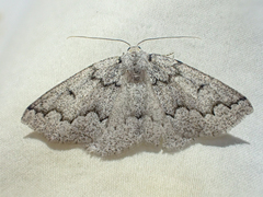 Sabulodes packardata