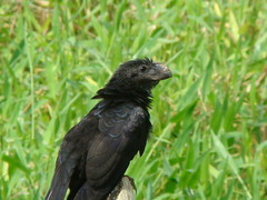 Crotophaga ani