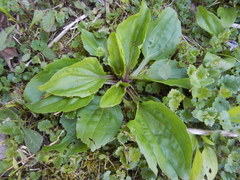 Plantago