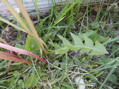 Taraxacum officinale