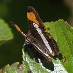 Adelpha hyas