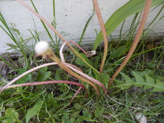 Taraxacum officinale