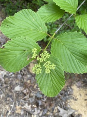 Viburnum alabamense