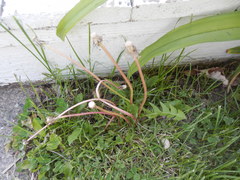 Taraxacum officinale