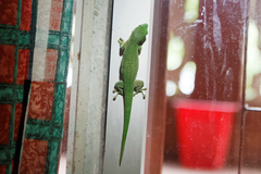 Phelsuma kochi