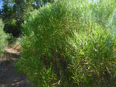 Senecio flaccidus douglasii