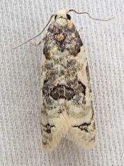 Henricus infernalis