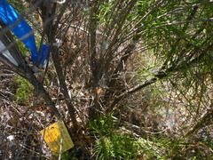 Senecio flaccidus douglasii