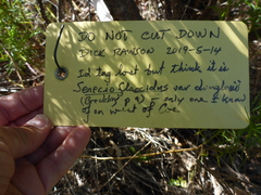 Senecio flaccidus douglasii