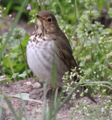 Catharus ustulatus