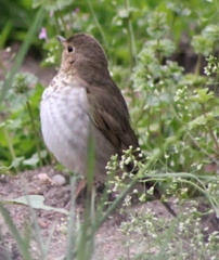 Catharus ustulatus