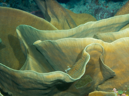 Turbinaria mesenterina (Lamarck, 1816)