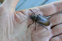 Olethrius scabripennis