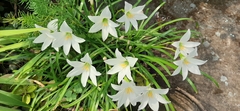 Zephyranthes sessilis