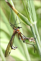 Harpobittacus nigriceps