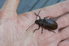 Olethrius scabripennis