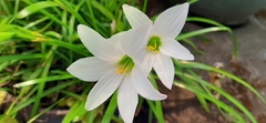 Zephyranthes sessilis