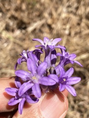 Dichelostemma multiflorum