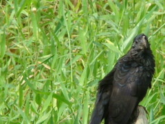 Crotophaga ani