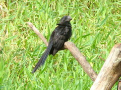 Crotophaga ani