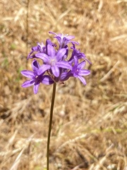 Dichelostemma multiflorum