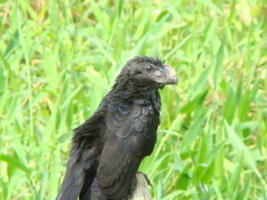Crotophaga ani
