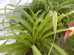 Hemerocallis fulva