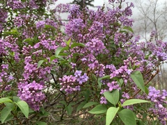Syringa