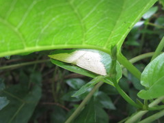 Scopula ignobilis