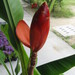 Musa beccarii - Photo (c) KENPEI, some rights reserved (CC BY-SA)