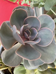 Echeveria gibbiflora × potosina