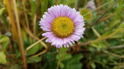 Erigeron glaucus