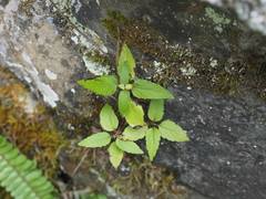 Eupatorium formosanum