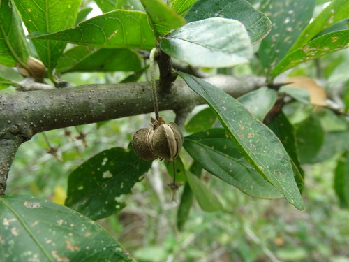 Image of Adelia Barbinervis (Adelia barbinervis) by (c) Alexis López Hernández, some rights reserved (CC BY)