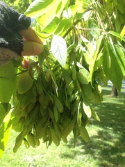 Acer maximowiczianum