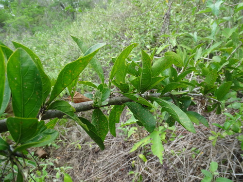 Image of Adelia Barbinervis (Adelia barbinervis) by (c) Alexis López Hernández, some rights reserved (CC BY)