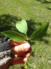 Acer maximowiczianum