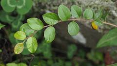 Spiraea prunifolia pseudoprunifolia