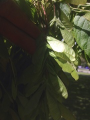 Acer maximowiczianum