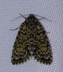 Acronicta heitzmani