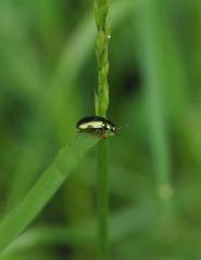 Plagiosterna formosana