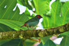 Erythrura pealii