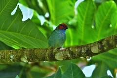 Erythrura pealii