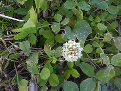 Trifolium repens