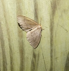 Lambdina pellucidaria