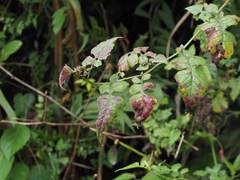 Senecio scandens incisus