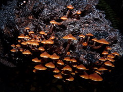 Kuehneromyces brunneoalbescens