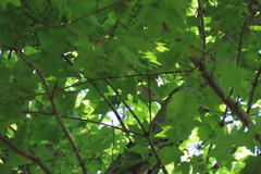 Leiothlypis peregrina