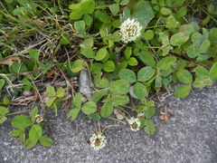 Trifolium repens