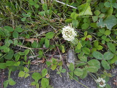 Trifolium repens